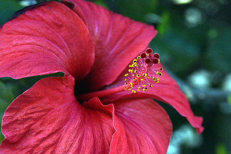 hibisco, vermelho, flor, pistilo, planta, Espanha