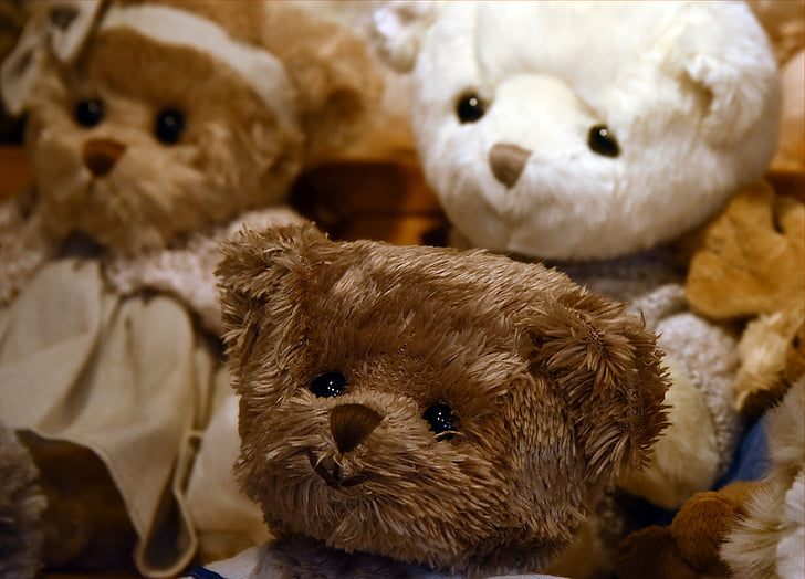 Bjørn, legetøj, bear cub, Bjørn plush, bamse, Plys, øjne