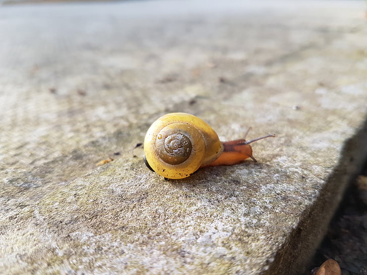 snail, concrete, focus, animal, closeup