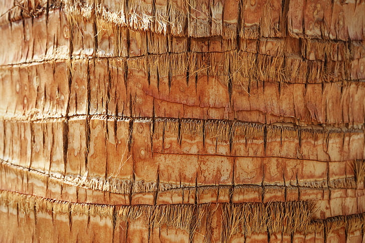 brun, kokos, träd, trunk, bark, bakgrunder, texturerade