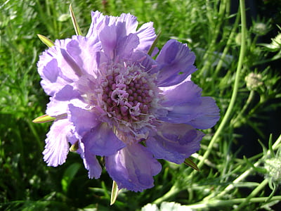 drakiew kaukasa, planta perenne, flor, naturaleza, planta, verano, Close-up