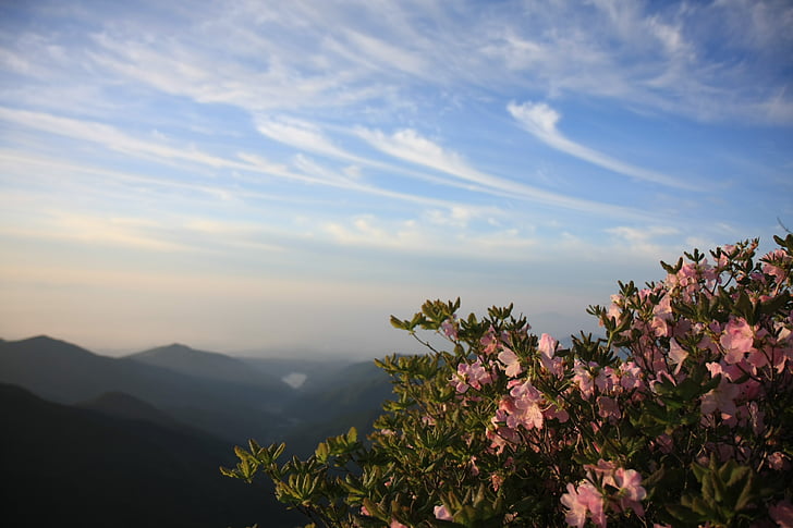 sobaeksan, Azalea, pomlad, novo 볔