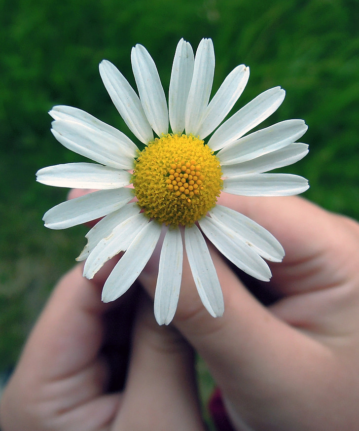 Daisy, bloem, handen, zomer, Closeup, in de zomer, hand