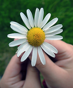 Daisy, blomma, händer, sommar, närbild, på sommaren, hand