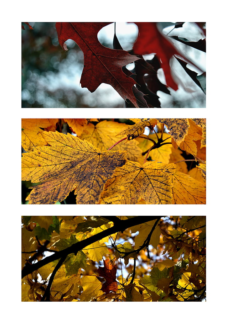 pohon, dedaunan, musim gugur