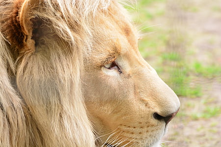 lion, male, portrait, animal, zoo, nature, beautiful
