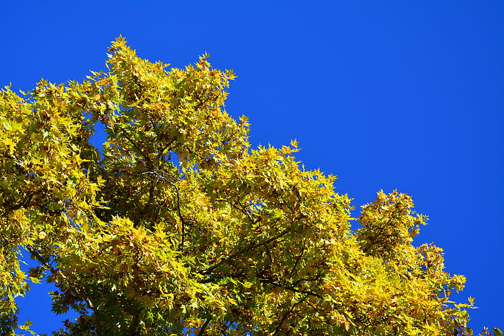 otoño, árbol, hojas, caída, amarillo, árboles de otoño, colorido
