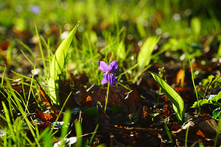 Wald-violet, Violet, bloem, Blossom, Bloom, lente, voorbode van de lente