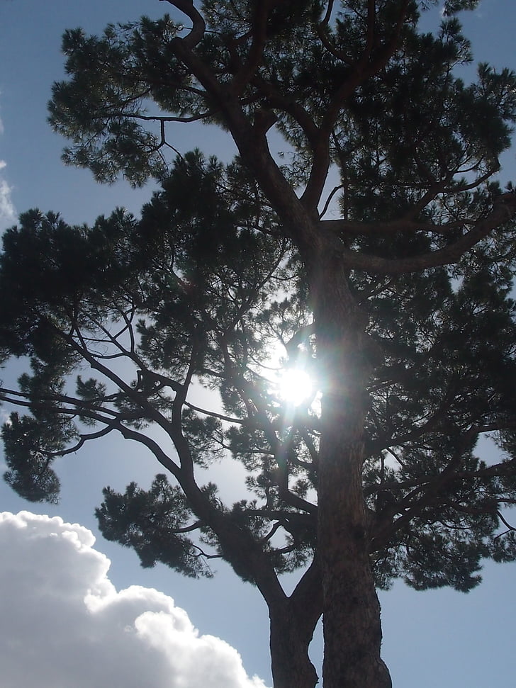 albero, luce, sole, stato d'animo, Sunbeam