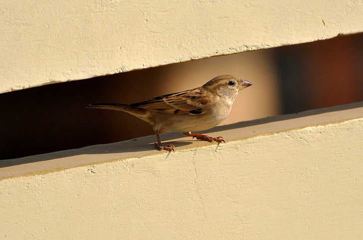 sparrow, bird, birds, nature, brown, feather, beautiful