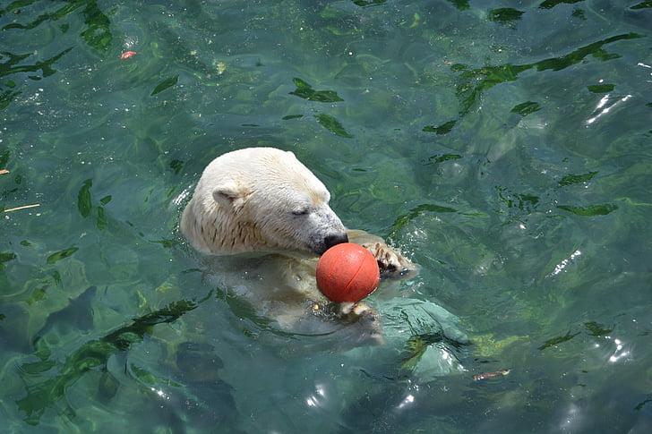 urso polar, bola, água