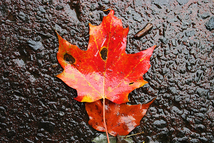 Leaf, kļavas, rudens, oranža, krāsa, gaiša, krāsains