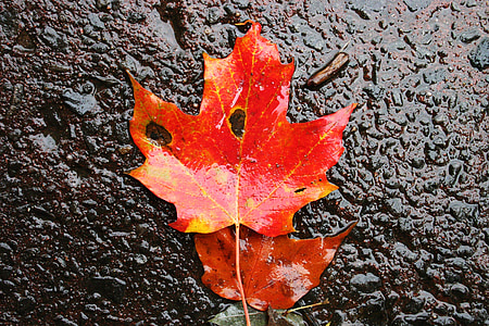 blad, esdoorn, herfst, Oranje, Kleur, helder, kleurrijke