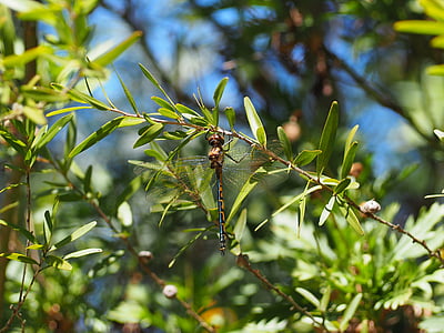 dragonfly, bug, australian native, nature, insect, leaves