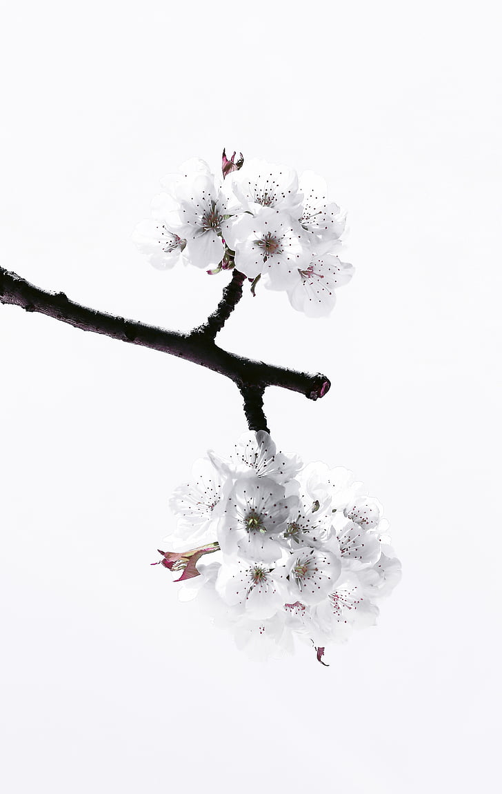 cherry, blossom, spring, nature, tree, branch, flower