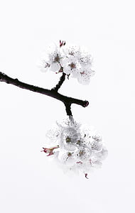 cherry, blossom, spring, nature, tree, branch, flower