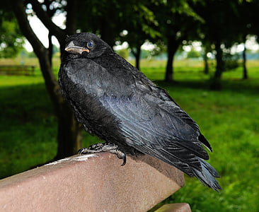 crow, raven, bird, raven bird, black, corvus