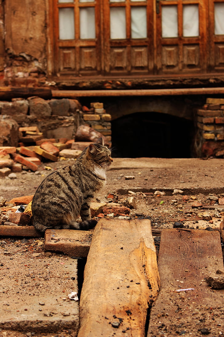cat, animal, iranian, old, abandoned