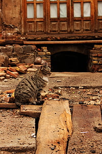 kedi, hayvan, İran, eski, terk edilmiş