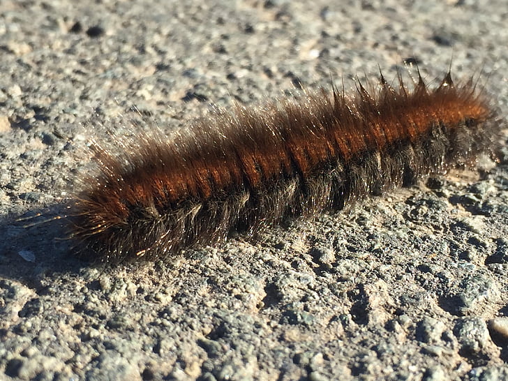 caterpillar, animal, hairy, close, nature, insect, thick caterpillar