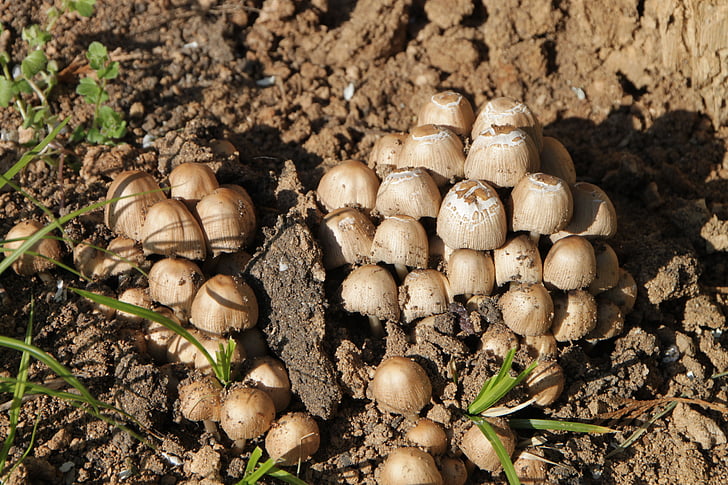 clusters de, Coprinus, fungo, micaceus, cogumelos, psathyrellaceae, plantas