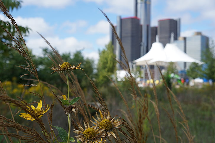 wild flowers, detroit, flowers, foilage, nature, outdoors, scenic