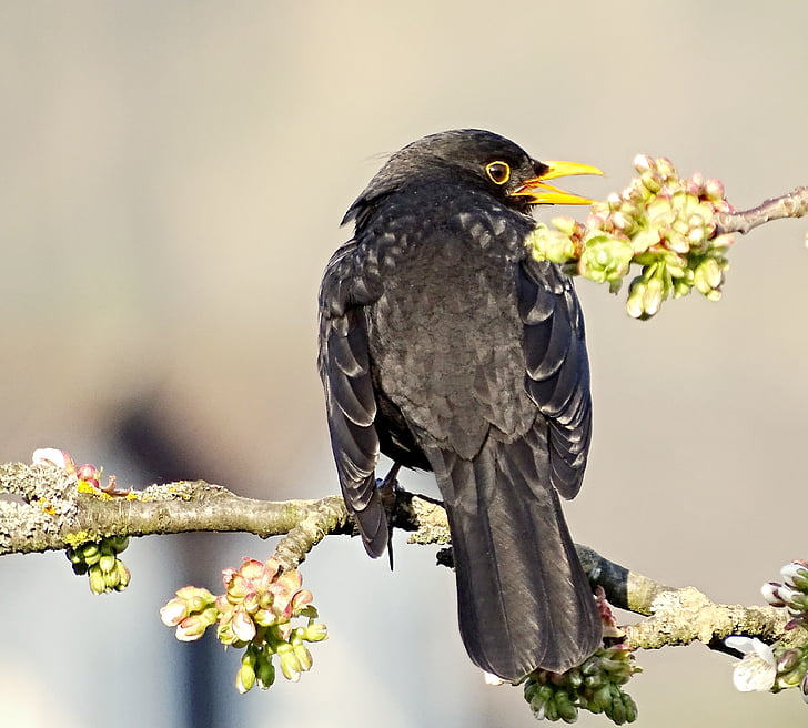 Blackbird, vták, Songbird, muži, čierna, zviera, Blackbird male