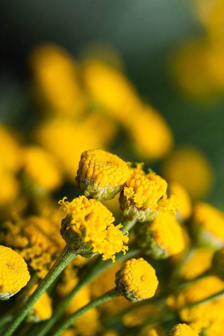 flowers, summer, yellow, macro, particular, nature, plant