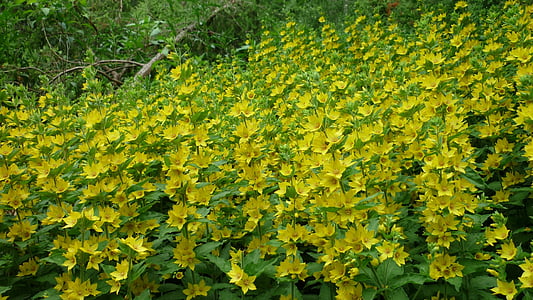 Inula, vadon élő, arany sárga virágok szőnyeg, jól világos, nedves rétek, természet, levél