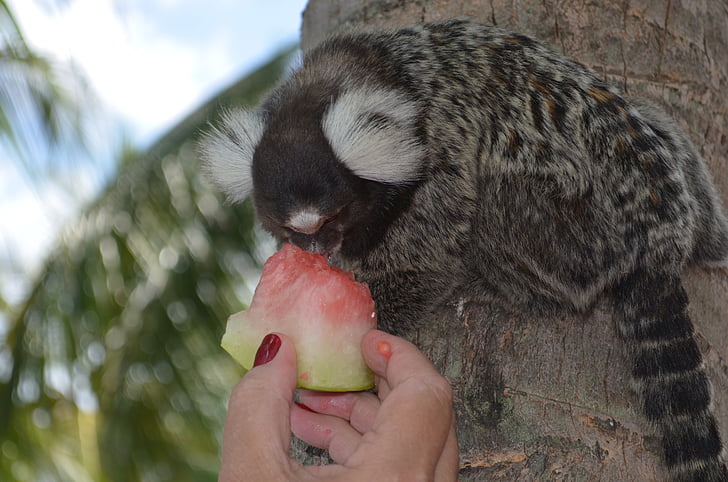 Paprastoji marmozetė, beždžionė, ausis puošia, baltos ausis, medis, šėrimo, vaisių
