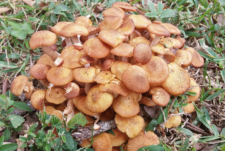 гриби опеньки, Гриб, грибів, поганки, гриби, Cap, отруйні