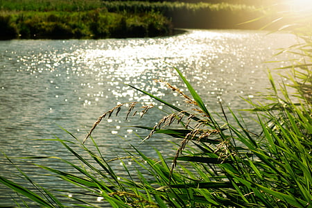 ambiente, erba, Lago, luce, natura, tempo libero, Reed