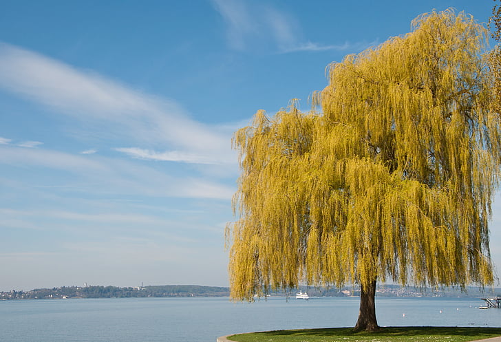 lake constance, spring, tree, plant, yellow, blossom, landscape