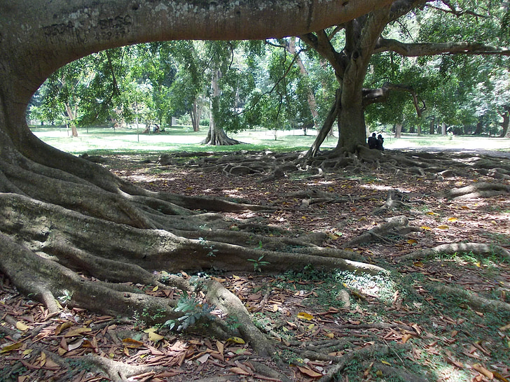 drzewo, Natura, ogród, Sri lanka, Peradeniya, Ceylon