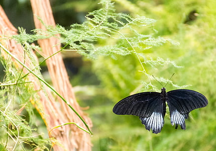 bướm, màu đen, trắng, côn trùng, vĩ mô