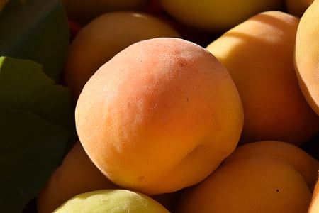 aprikot, matang, buah, cahaya, bayangan, hangat, matahari