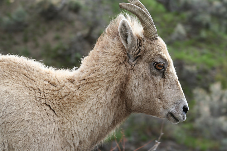 dyr, store hornede får, Wildlife, vilde, pattedyr, Mountain, Bighorn