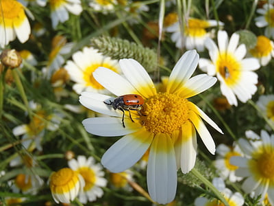 daisy, ladybug, flowers, insect, nature, yellow flowers, flower