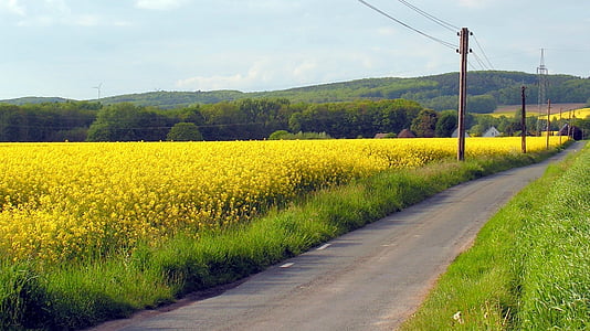 campo, colza, Embora, natureza, paisagem, amarelo, cena rural