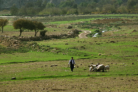 Choudhury, pecore, natura, verde, pascolo, capra