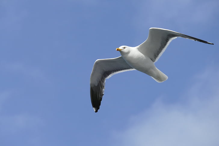 seagull, sea, bird, seevogel, ocean, flying, nature