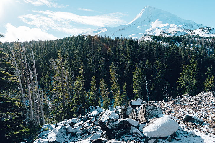 forest, ice, mountain, snow, winter, nature, landscape
