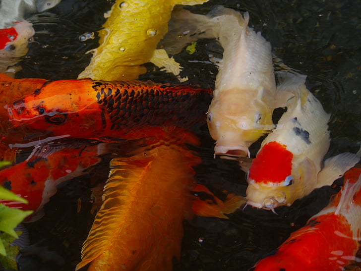 akvariefisk, farget karpe, Koi, fisk, formering, rød, Vermilion