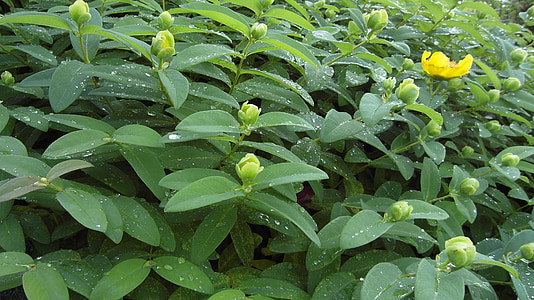 Johannesurt, store cup-Johannesurt, blomster, regndråpe, grønn, hage, Hypericum calycinum