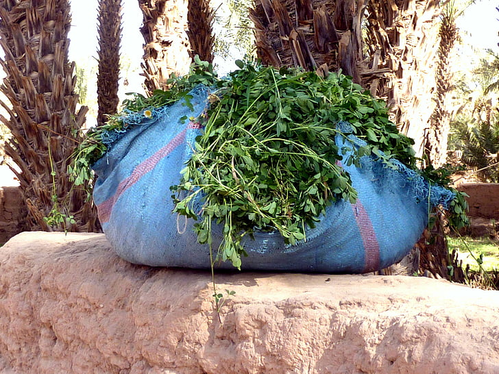 cilantro fresco, colores, especias, Marruecos