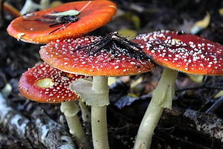 Матрёшка, грибы, токсичные, пятнистый, красный