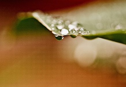 gotes, gotes d'aigua, l'aigua, Rosa, gotes de pluja, després de la pluja, mullat