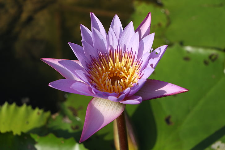 Lotus, lirios de agua, lirio de agua, Lotus nenúfar, naturaleza, estanque, planta