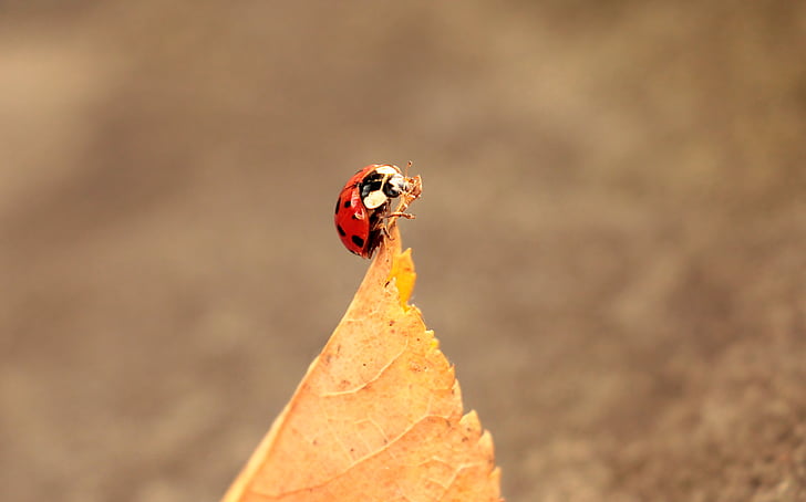 coccinelle, feuilles, feuillage feuille, insecte, Beetle, nature, automne