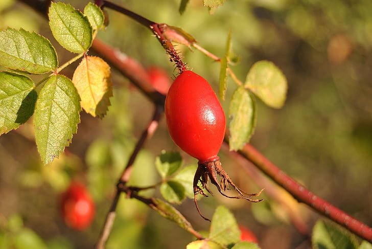 thornbush, tardor, fruita, vermell